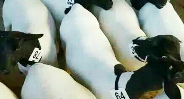 如何加工牛羊飼料？